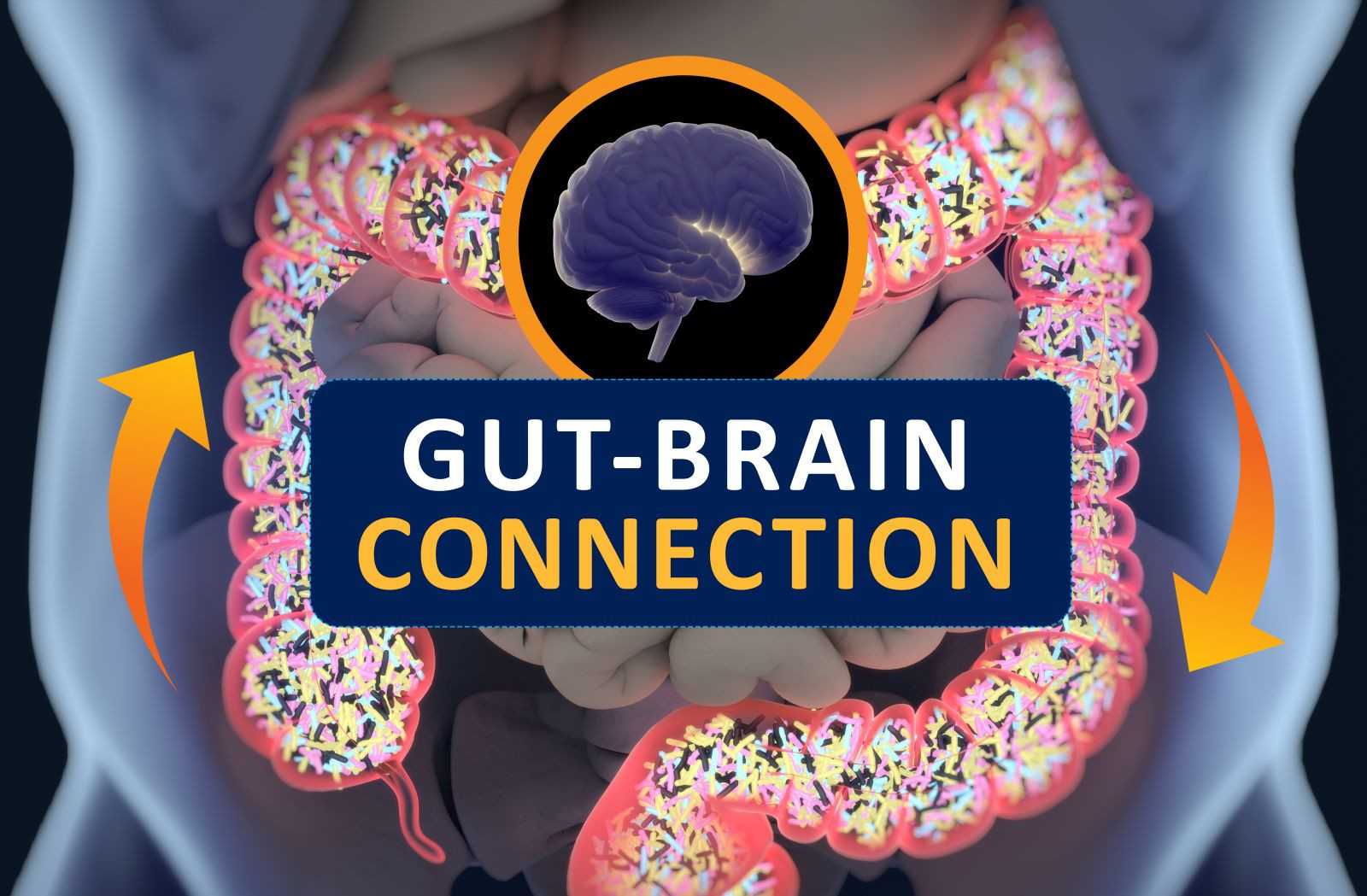 Read more about the article Anxiety and the Gut Health Connection